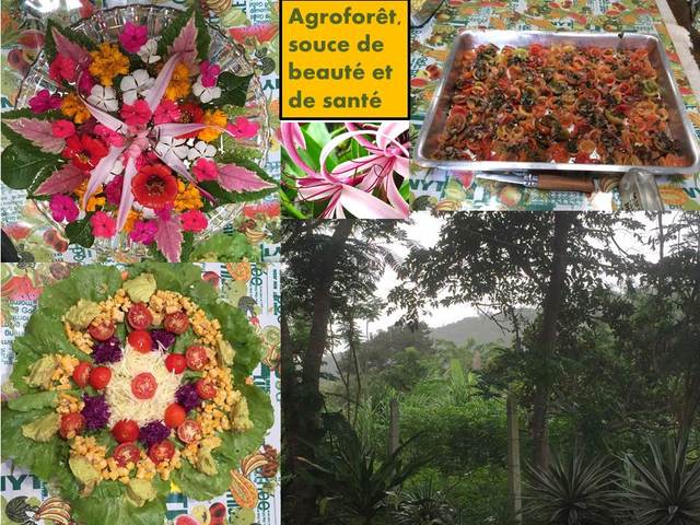 Agroforêt, souce de beauté et de santé display